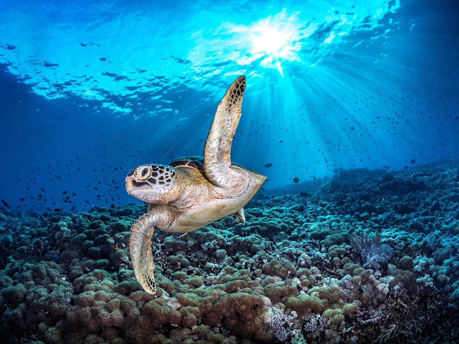 A green turtle approaches the camera