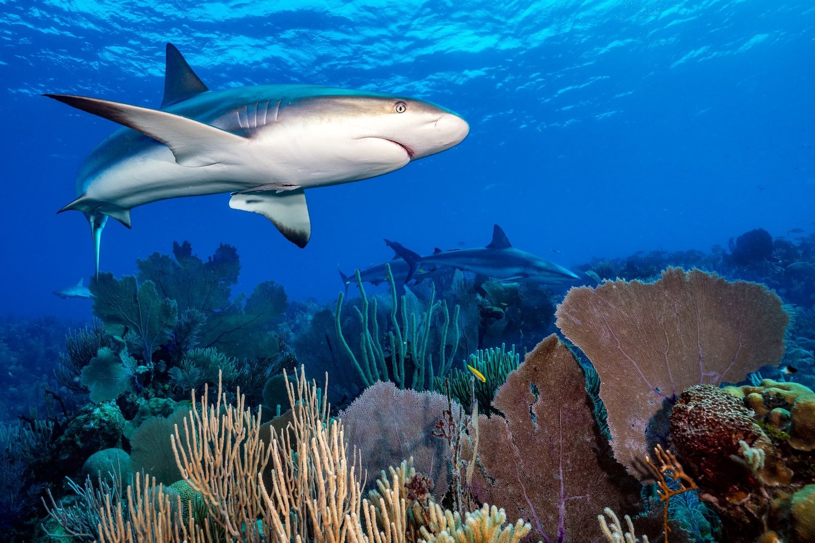 A Caribbean reef shark swims through purple sea fans and porous sea rod