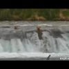 Katmai bear cubs tumble over waterfall