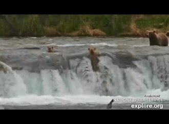 Katmai bear cubs tumble over waterfall