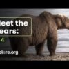 Katmai brown bear cubs learning how to ‘walk on water’ to nab salmon