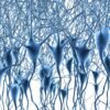 Landmark map of human brain’s gene activity holds clues to Alzheimer’s disease and more