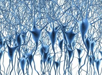 Landmark map of human brain’s gene activity holds clues to Alzheimer’s disease and more