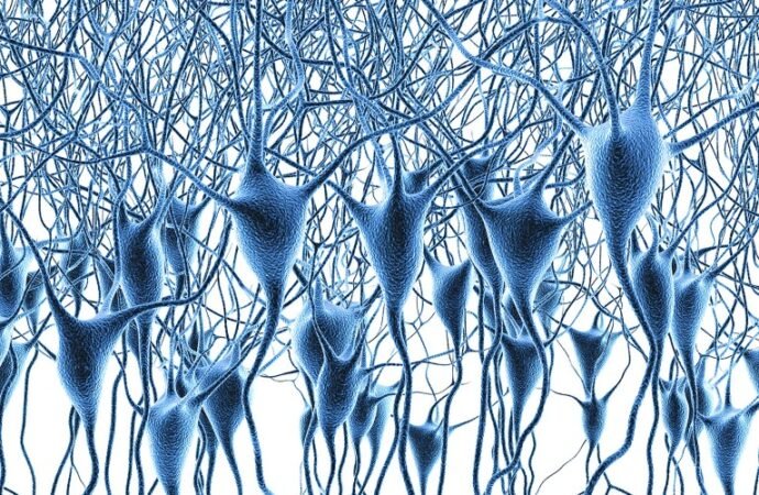 Landmark map of human brain’s gene activity holds clues to Alzheimer’s disease and more