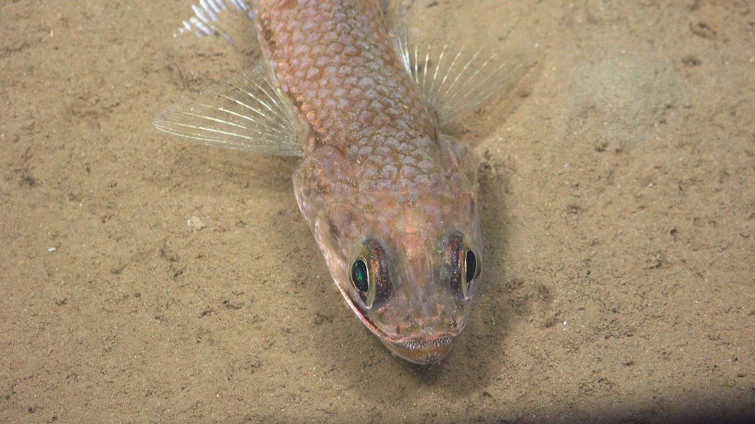 Scientists observed this lizardfish at a depth of 148 meters while exploring a slope off the coast of Trinidad and Tobago in a UNESCO Biosphere Reserve. Photo credit: ROV SuBastian / Schmidt Ocean Institute Usage: Available via creative commons Attribution-NonCommercial-ShareAlike CC BY-NC-SA https://creativecommons.org/licenses/by-nc-sa/4.0/