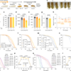 Lsp2 links early-life diet to adult translation and lifespan in Drosophila – Nature