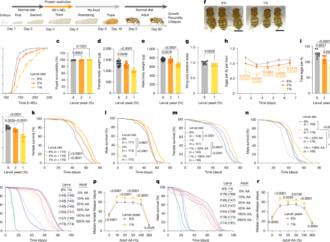 Lsp2 links early-life diet to adult translation and lifespan in Drosophila – Nature