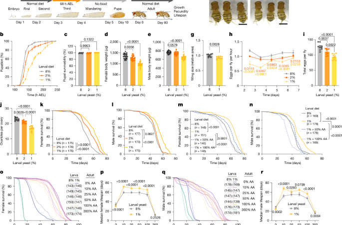 Lsp2 links early-life diet to adult translation and lifespan in Drosophila – Nature