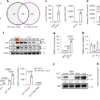 Lsp2 links mTORC1 to TOP mRNA translation and lifespan in Drosophila – Nature