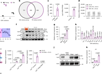 Lsp2 links mTORC1 to TOP mRNA translation and lifespan in Drosophila – Nature