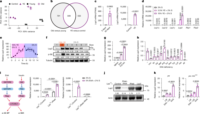 Lsp2 links mTORC1 to TOP mRNA translation and lifespan in Drosophila – Nature