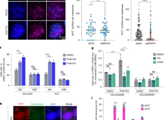 MMEJ repair of breaks at TA repeats maintains ecDNA and cancer fitness – Nature