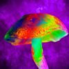 Magic-mushroom compound blocks a severe side effect of chemotherapy in mice