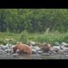 Mama Bear #132 has one of Fat Bear Week’s most compelling stories