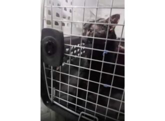 Man pulls stuck Long Island pet to safety after long ordeal