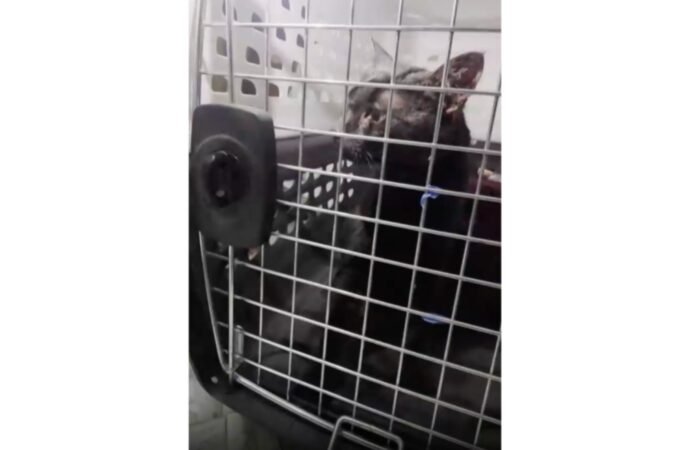 Man pulls stuck Long Island pet to safety after long ordeal