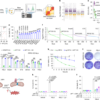 Mitochondrial fission factor senses and governs ferroptosis – Nature