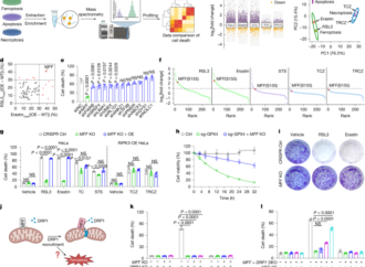 Mitochondrial fission factor senses and governs ferroptosis – Nature