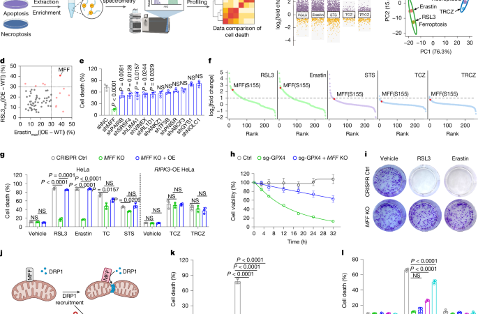 Mitochondrial fission factor senses and governs ferroptosis – Nature