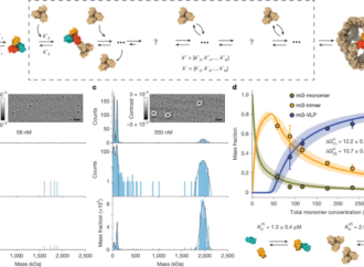 Molecular-level observation of the self-assembly of a virus-like particle – Nature