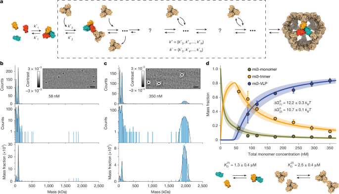 Molecular-level observation of the self-assembly of a virus-like particle – Nature