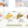 Molecular mechanisms and pathogenesis of MASH – Nature