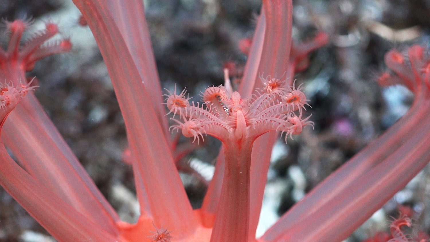 A mushroom coral rests on the seafloor at a depth of 1,277 meters off Trinidad and Tobago. Less than 0.001% of the island nation's deep-ocean territory has been explored due to technological constraints, leaving significant knowledge gaps about deep-water marine life in the region. Photo credit: ROV SuBastian / Schmidt Ocean Institute Usage: Available via creative commons Attribution-NonCommercial-ShareAlike CC BY-NC-SA https://creativecommons.org/licenses/by-nc-sa/4.0/
