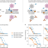 Mutational constraints on RSV F and its neutralization by antibodies – Nature