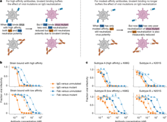 Mutational constraints on RSV F and its neutralization by antibodies – Nature