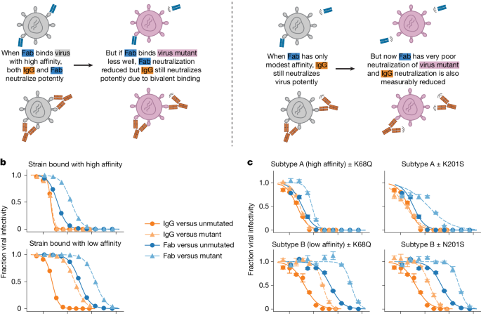 Mutational constraints on RSV F and its neutralization by antibodies – Nature