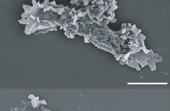 NASA-Funded Research Finds Complex Life Defying Record Heat – NASA Science