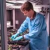 NASA, International Partners Advance Work on Space Crops – NASA Science