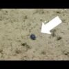NOAA scientists spot ‘outrageously tiny’ fish