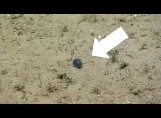 NOAA scientists spot ‘outrageously tiny’ fish