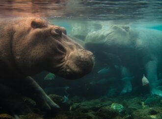 Nat Geo Kicks Off New Multi-Year Doc Franchise With ‘Africa Earth’s Wild Home’