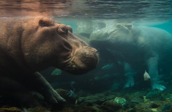 Nat Geo Kicks Off New Multi-Year Doc Franchise With ‘Africa Earth’s Wild Home’