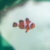 Nearly 500 animals rescued from trafficking arrive at a California aquarium