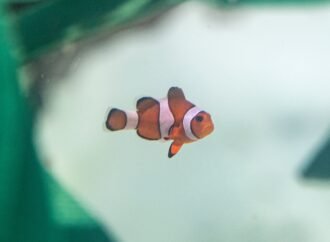 Nearly 500 animals rescued from trafficking arrive at a California aquarium