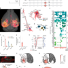 Neocortical long-range inhibition promotes cortical synchrony and sleep – Nature