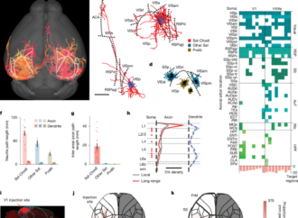 Neocortical long-range inhibition promotes cortical synchrony and sleep – Nature