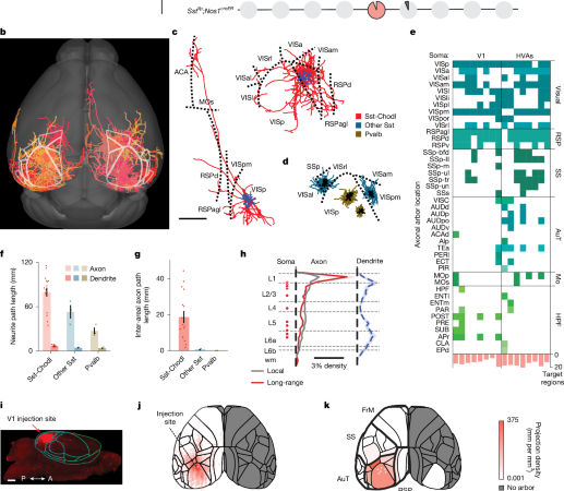 Neocortical long-range inhibition promotes cortical synchrony and sleep – Nature