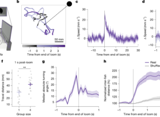 Neuronal detection of social actions directs collective escape behaviour – Nature