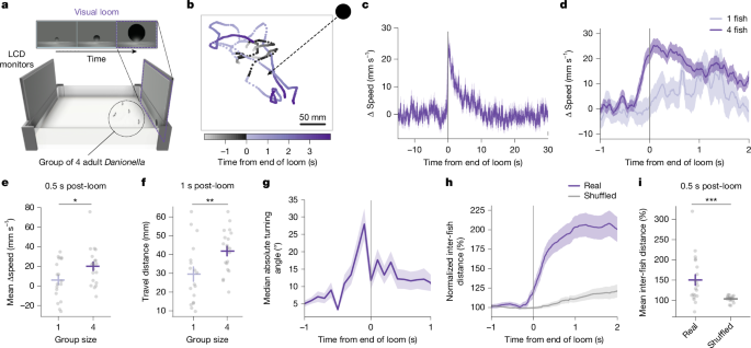 Neuronal detection of social actions directs collective escape behaviour – Nature