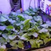 New Crops, Health Research Proposals to Help NASA Advance Exploration – NASA Science