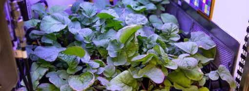 New Crops, Health Research Proposals to Help NASA Advance Exploration – NASA Science