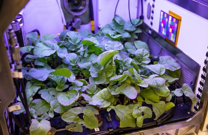 New Crops, Health Research Proposals to Help NASA Advance Exploration – NASA Science
