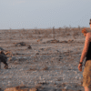 New data flips the narrative on how lions and hyenas interact in the wild