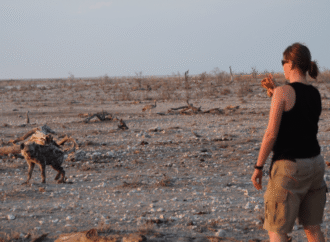 New data flips the narrative on how lions and hyenas interact in the wild