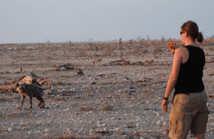 New data flips the narrative on how lions and hyenas interact in the wild