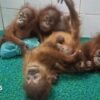 Odisha: Five baby orangutans found in India forest spark trafficking investigation